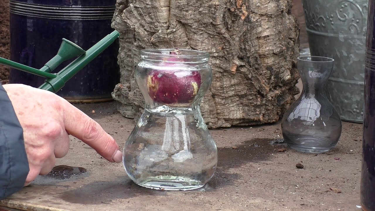 Growing Hyacinths in a vase