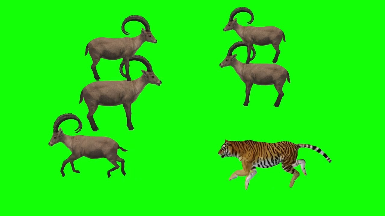 tiger attack deer green screen video. #greenscreen #green #greenscreenvideo