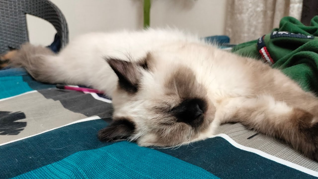 Kashi The Cat