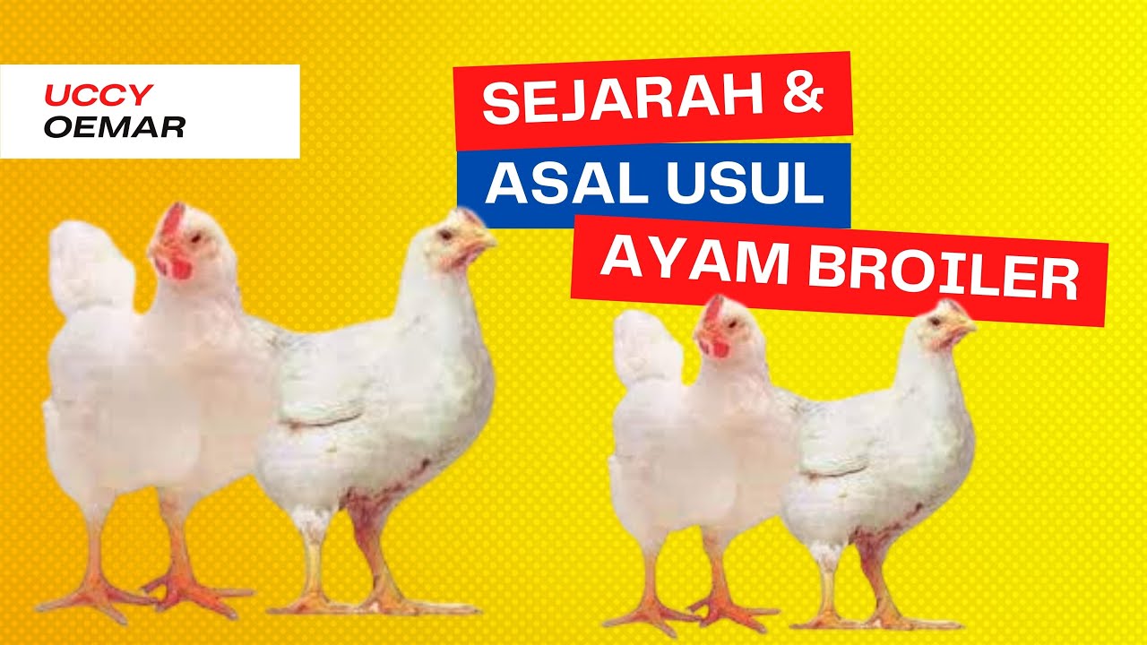 Sejarah asal usul ayam broiler
