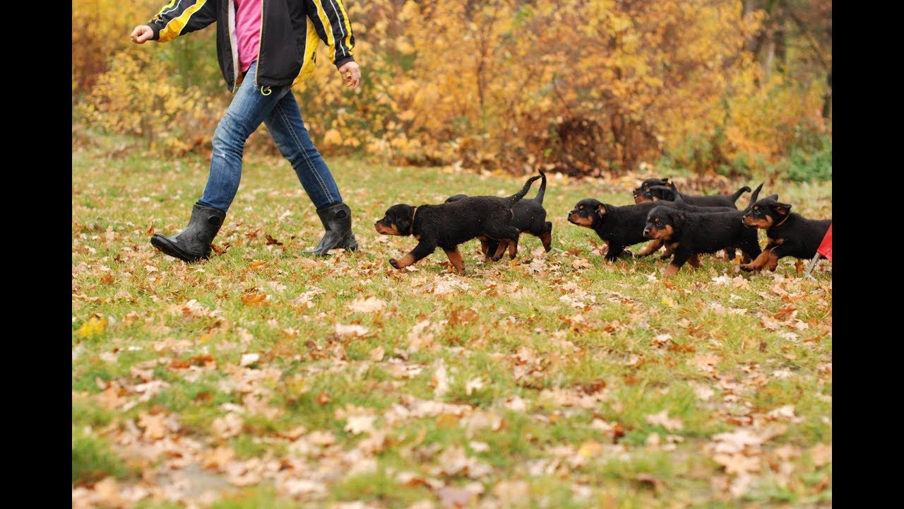 Rottweiler puppies        איך בוחרים גור?