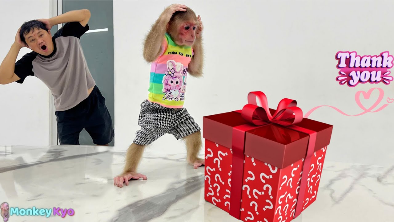 Surprise! A fan from America gives Baby Monkey Kyo many precious gifts!