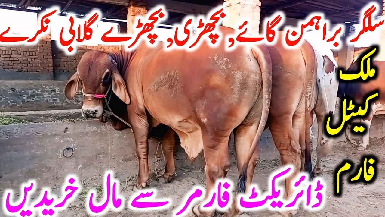 Malik Cattle & Breeding Farm Near Multan Cow Mandi | Slagger,Brahman,Cholistani,Gulabi,Nukre Bachre🔥