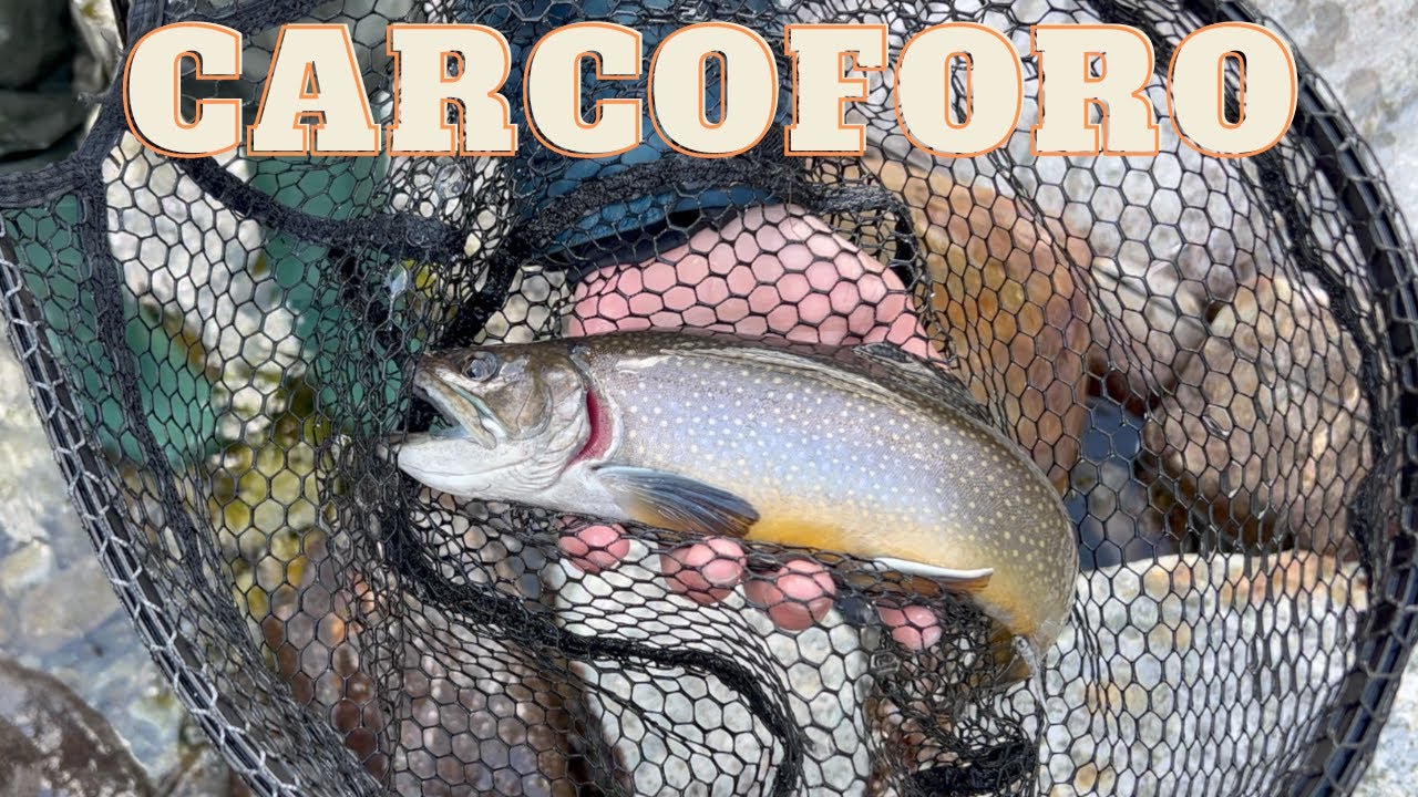 Questo TORRENTE è PIENO di PESCE • Carcoforo, il paradiso delle trote