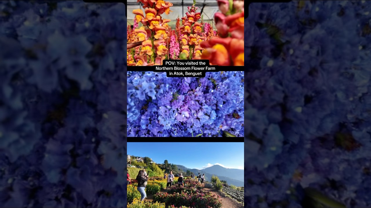 Northern Blossom Flower Farm in Atok, Benguet, Philippines