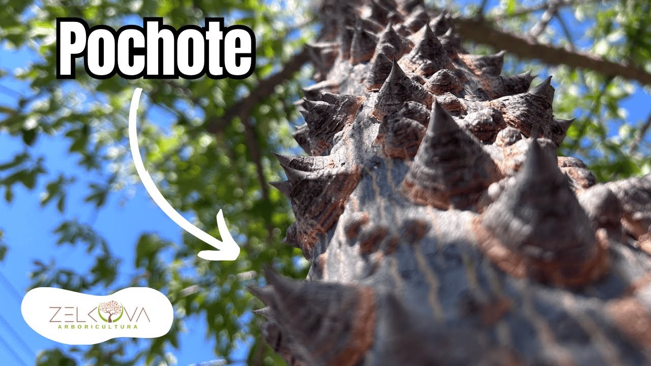 Ceiba Prieta o Pochote: Árbol Espinoso y Misterioso de México