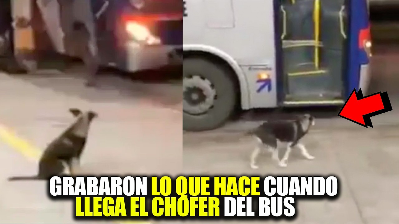 Este perrito espera todos los d&iacute;as al chofer del autob&uacute;s para hacer algo muy emotivo