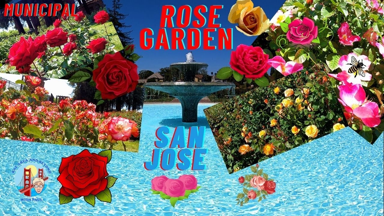 America's Best Rose Garden in San Jose, California