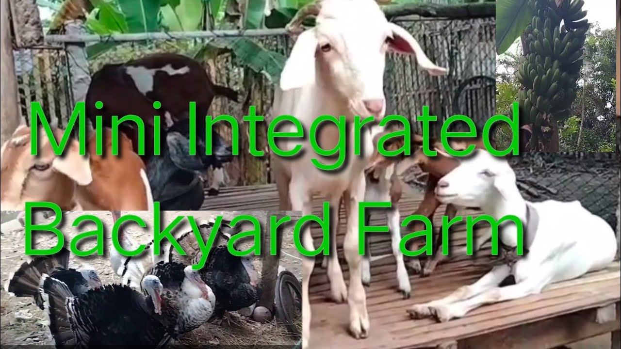 Mini Integrated Backyard Farm