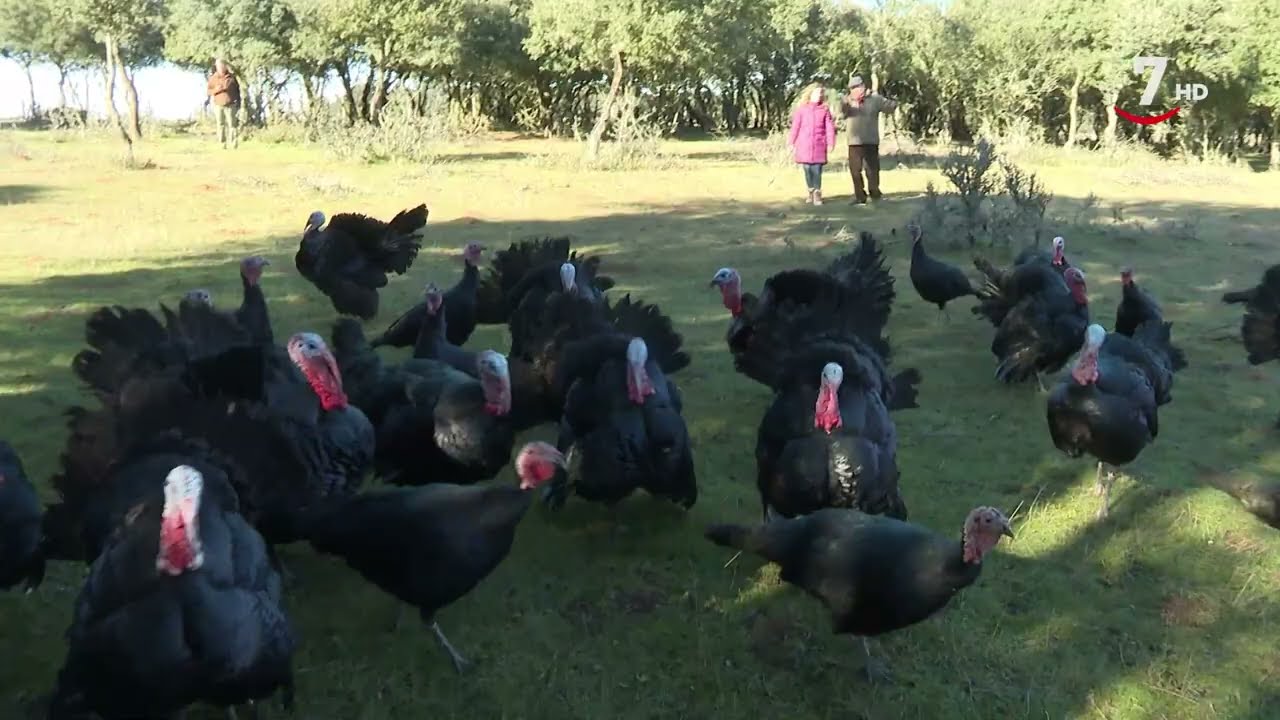 Pastor de pavos | El Correvuela