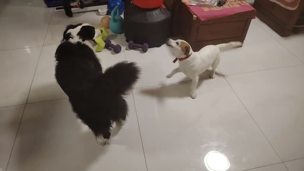 #jackrussellterrier Nala is bullying her friend #pets #livinginchina #cute #doglife #qingyuan 