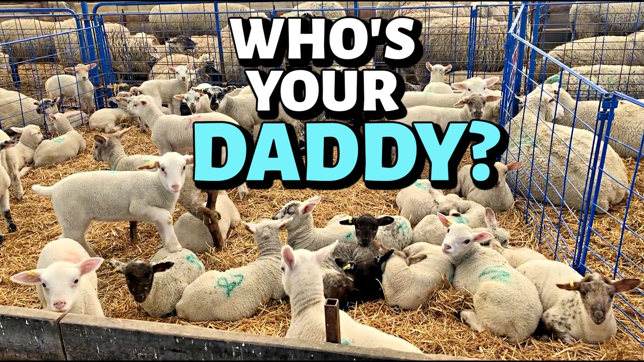 WHY SO MANY COLOURFUL LAMBS?  (Sheep genetics used on our COMMERCIAL SHEEP farm) Vlog 291