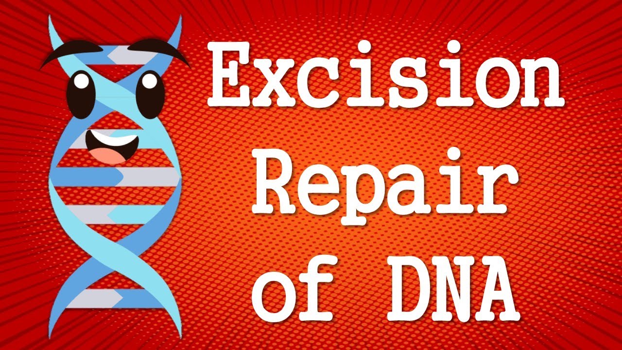 Excision Repair of DNA (Nucleotide Excision Repair and Base Excision repair)