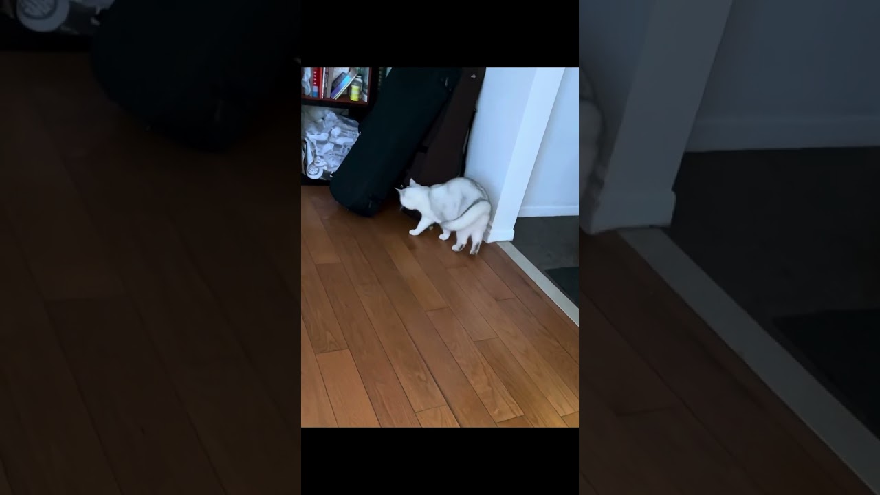 猫咪教你玩球球