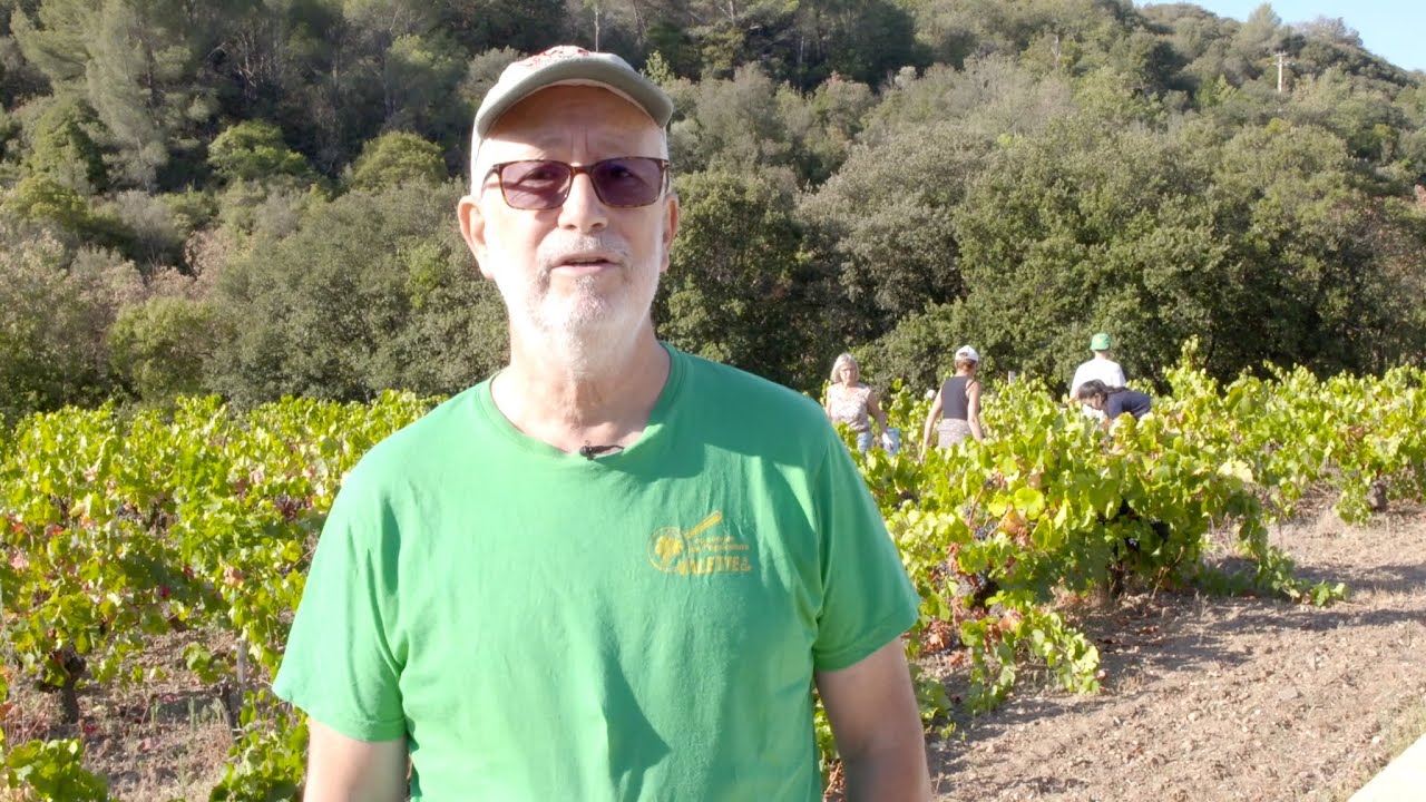 Vendanges de vieux Carignan avec Philippe @estabel