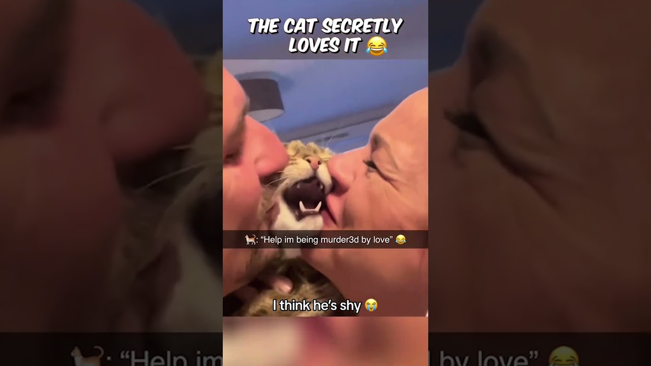 I&rsquo;ve Never Seen a Tsundere Cat Before&hellip;