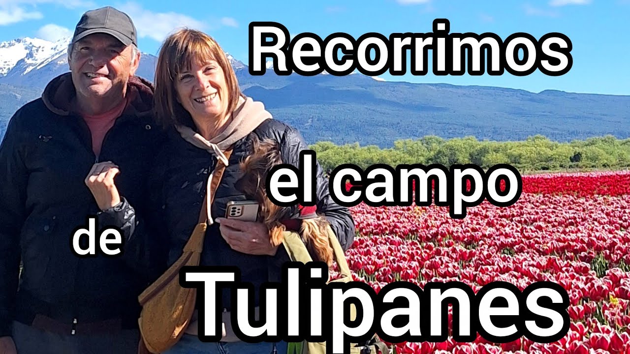 El campo de tulipanes en Trevelin 
