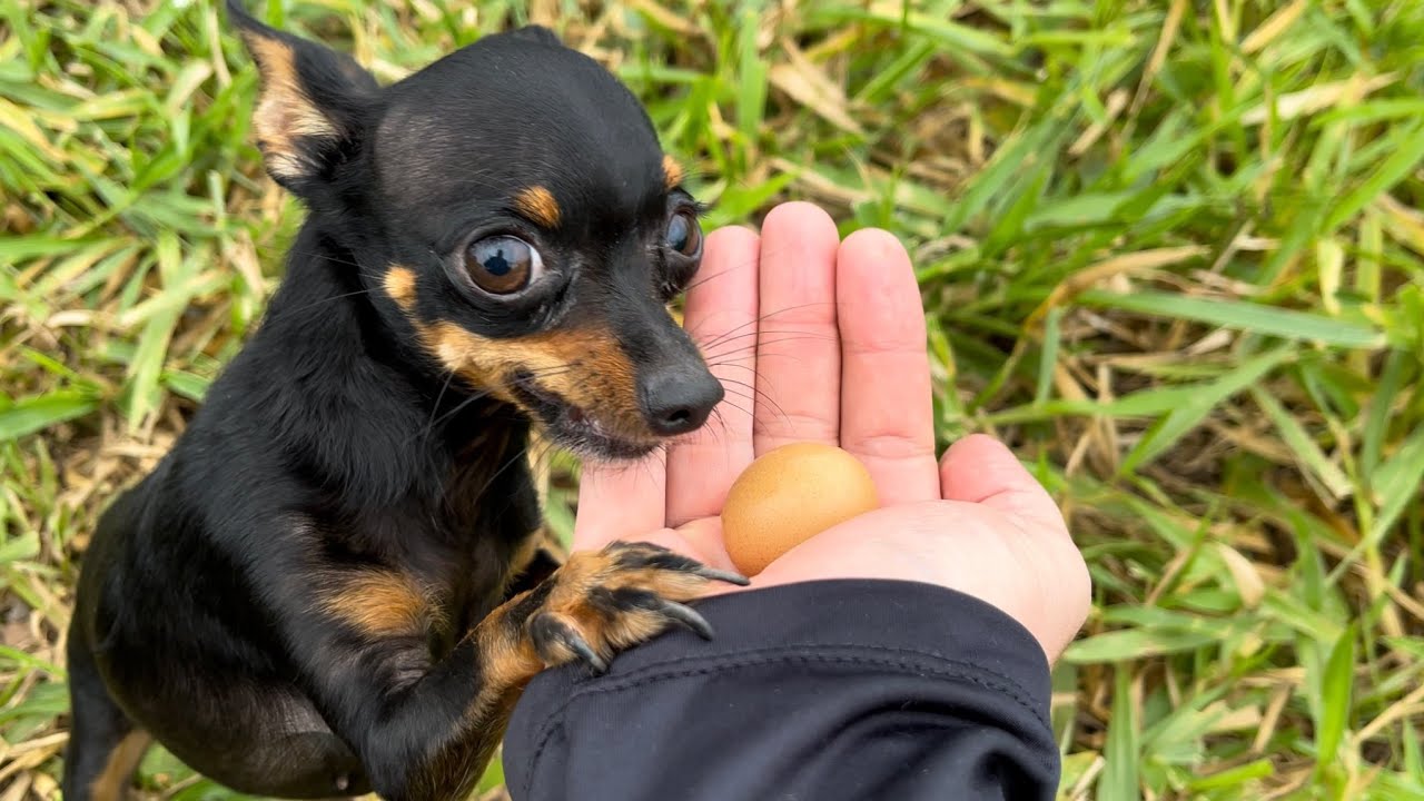 UM OVO MUITO MISTERIOSO E ESTRANHO FOI ACHADO PELA JOJO | PINSCHER FILHOTES