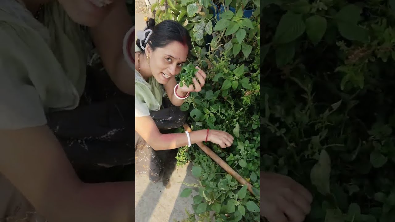 Chat gardening se fast time itna tamatar harvest ke#reshma #long vlog #kichan gardening #nechar 😘