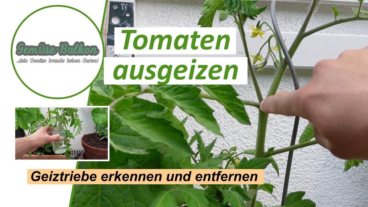 Tomaten ausgeizen 🍅 - Geiztriebe erkennen und gezielt entfernen 🍃