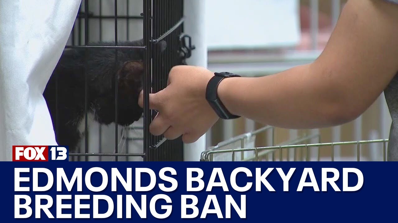 Edmonds passes backyard breeding ban | FOX 13 Seattle