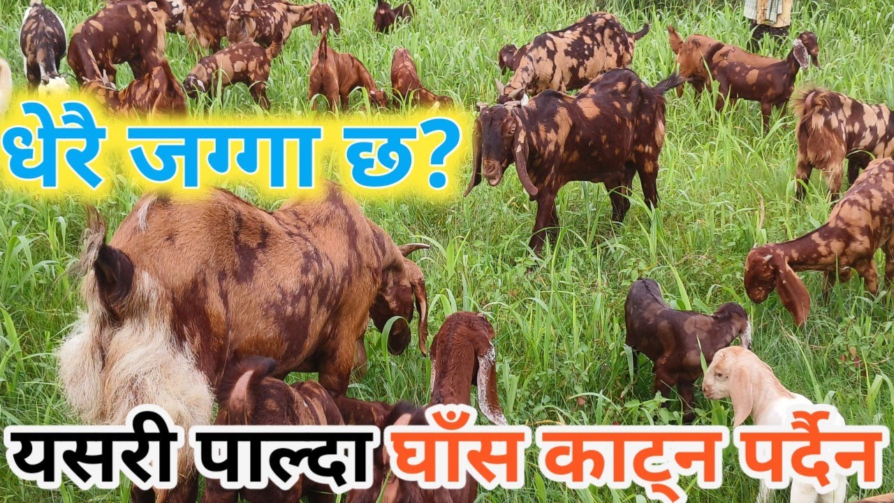 यसरी घाँस नकाटी पनि पाल्न सकिन्छ है बाख्रा तर धेरै खेत काे आबसेक पर्दछ
