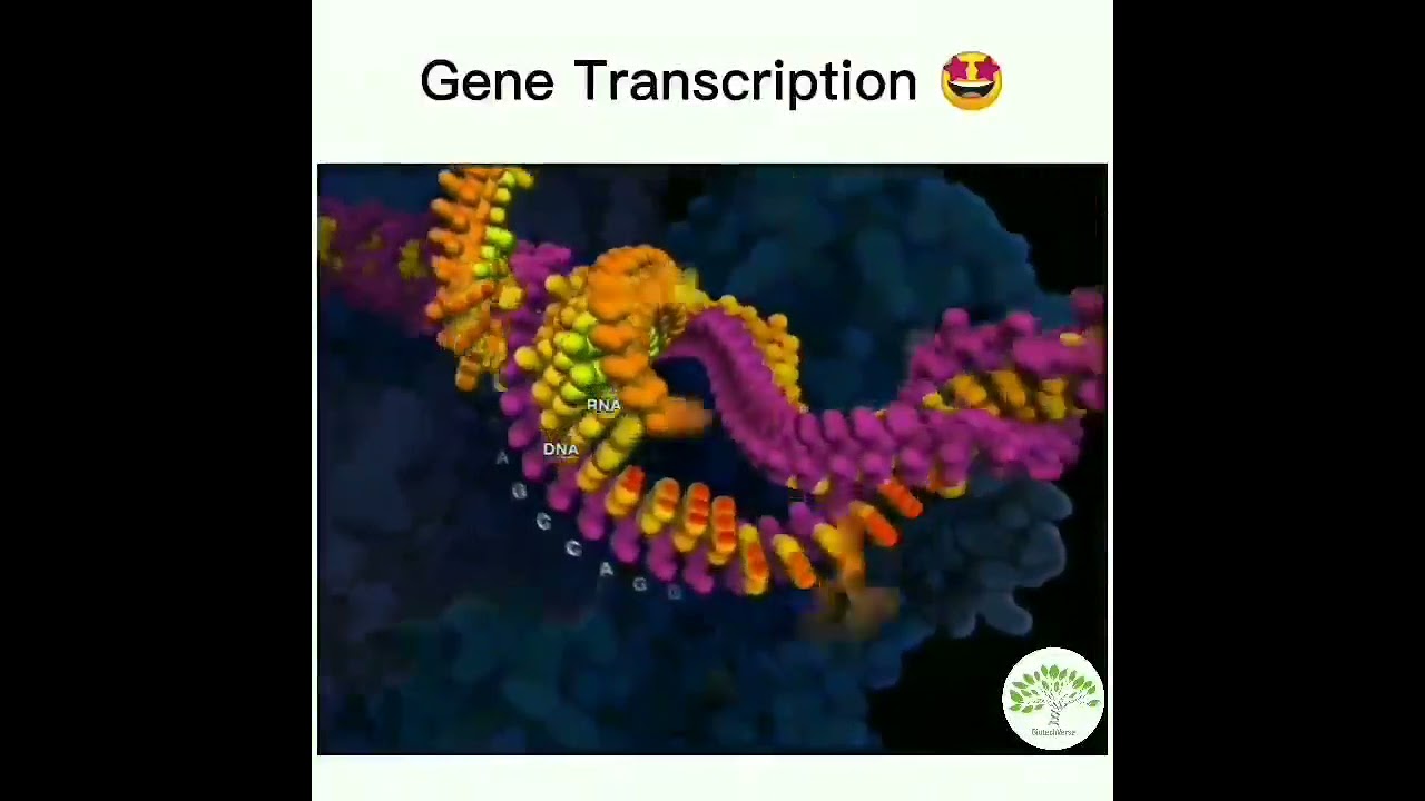 Gene  Transcription 🤩🧬