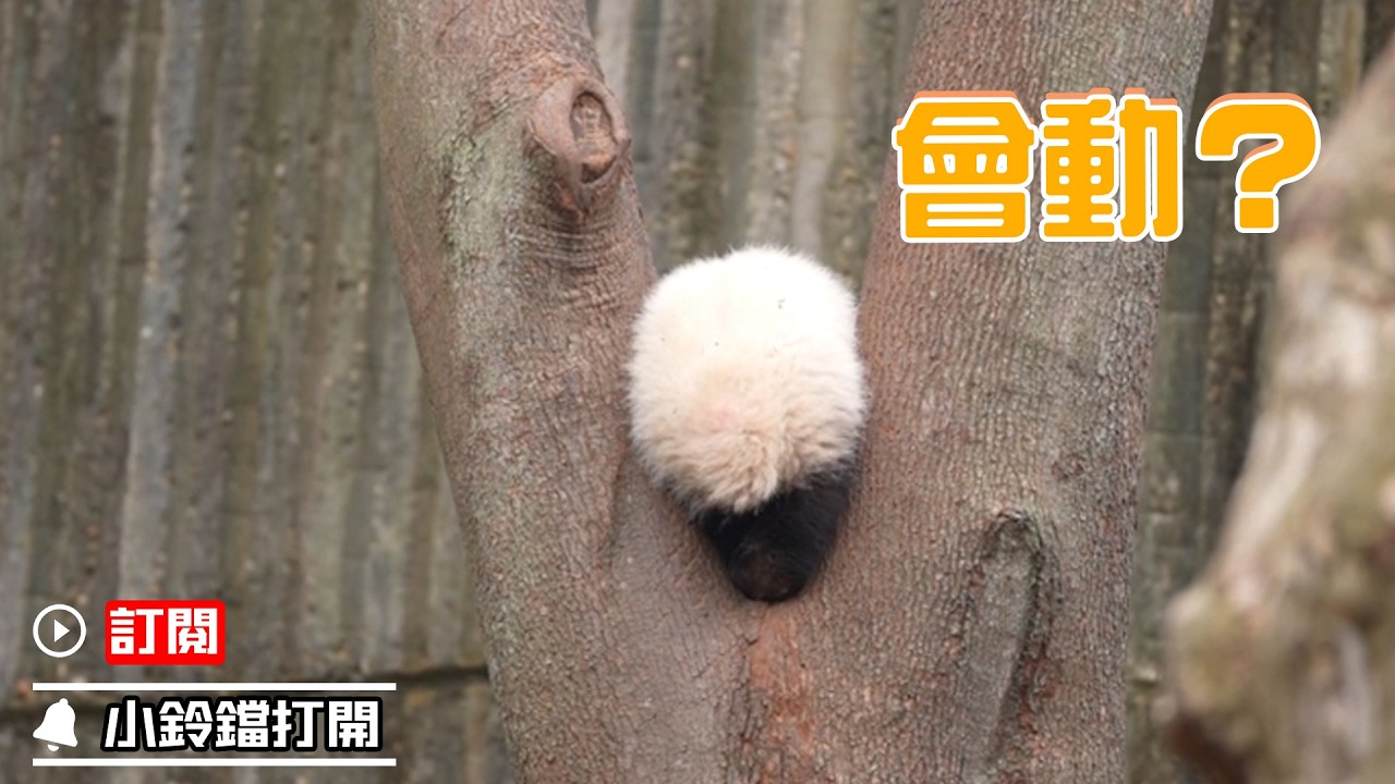 《熊貓早晚安》樹上的毛球球竟是“熊貓蛋” | iPanda熊貓頻道