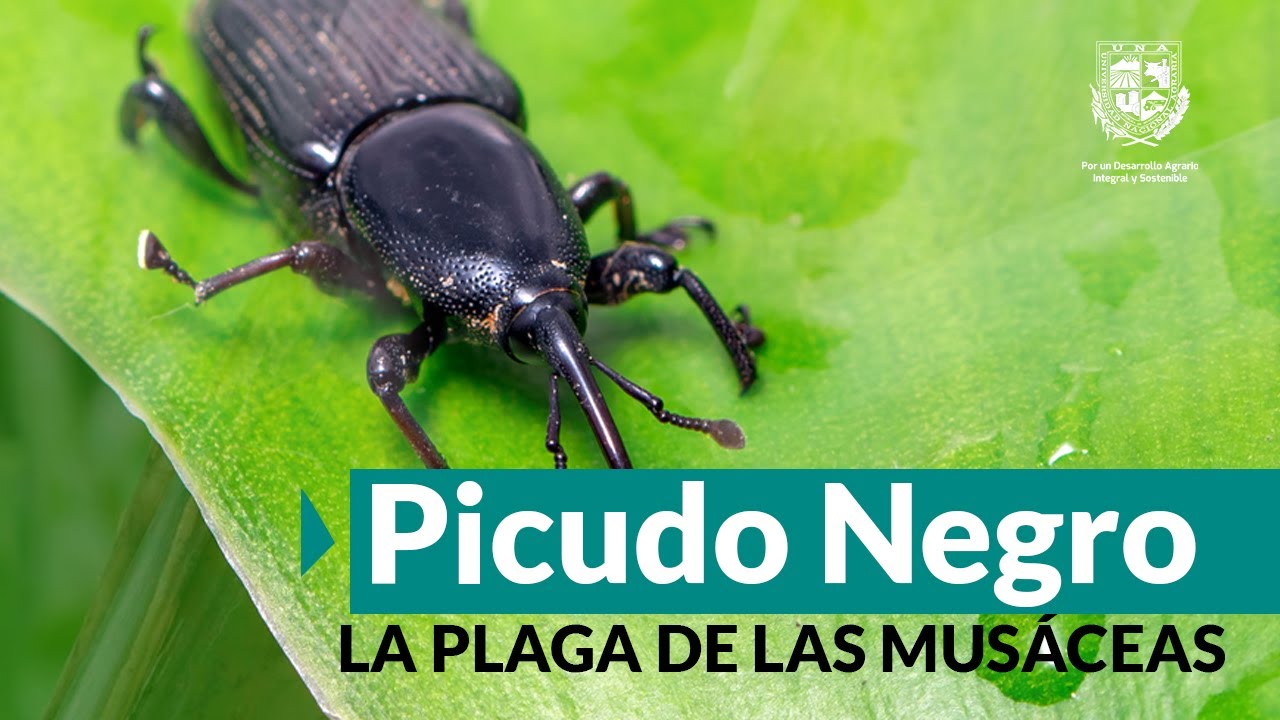 Picudo Negro: la plaga de las musáceas