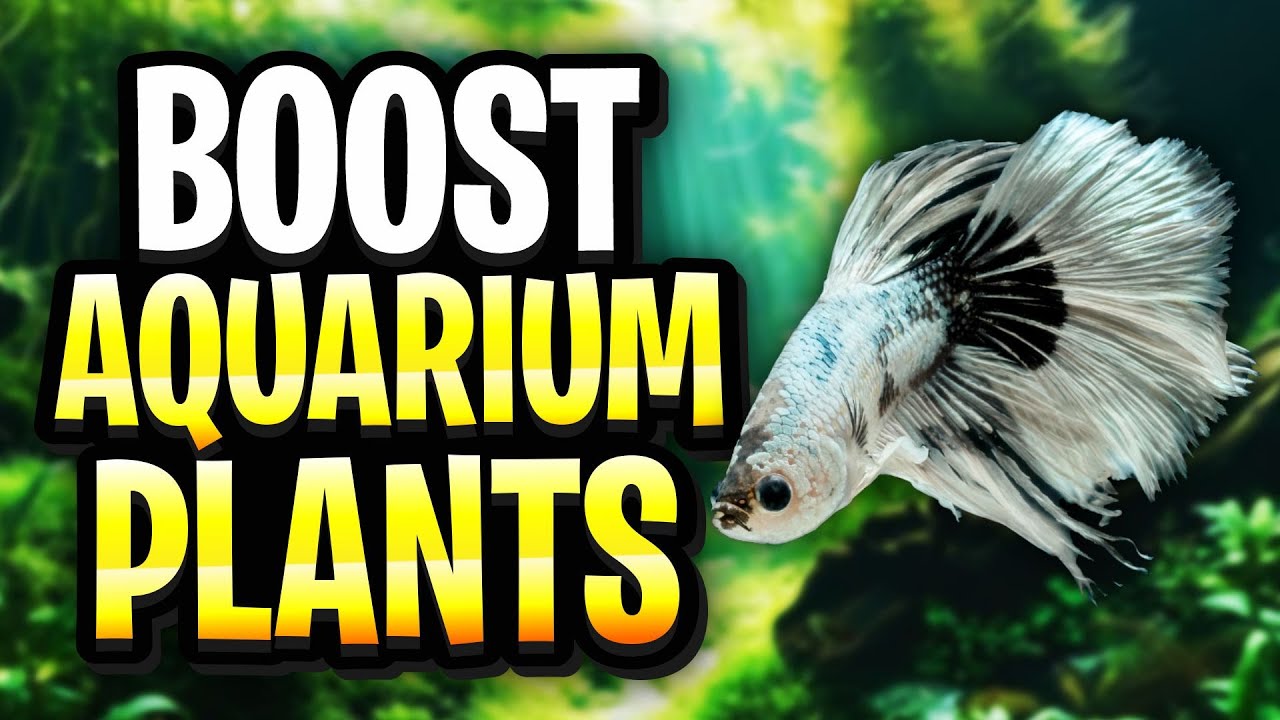 How To Get Thriving Plant Growth In A Low-Tech Planted Tank Without Expensive Equipment!