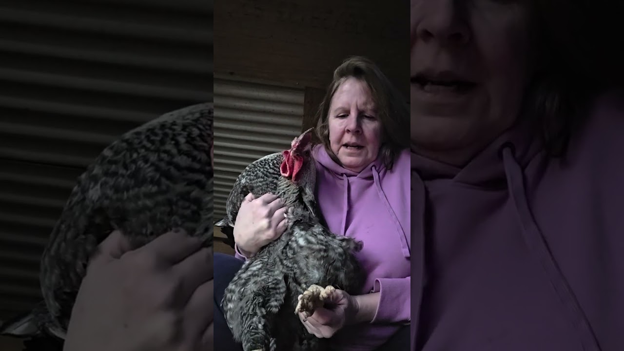 The Rooster And The String - Who Won?