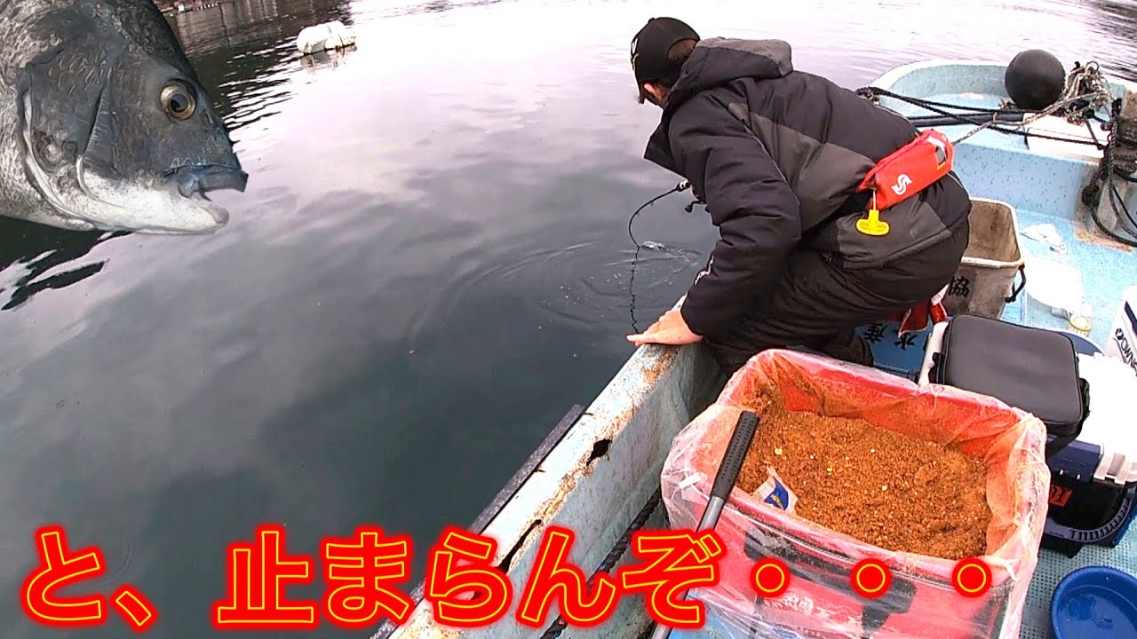 【チヌかかり釣り】#30 浅場で巨チヌと真っ向勝負‼️