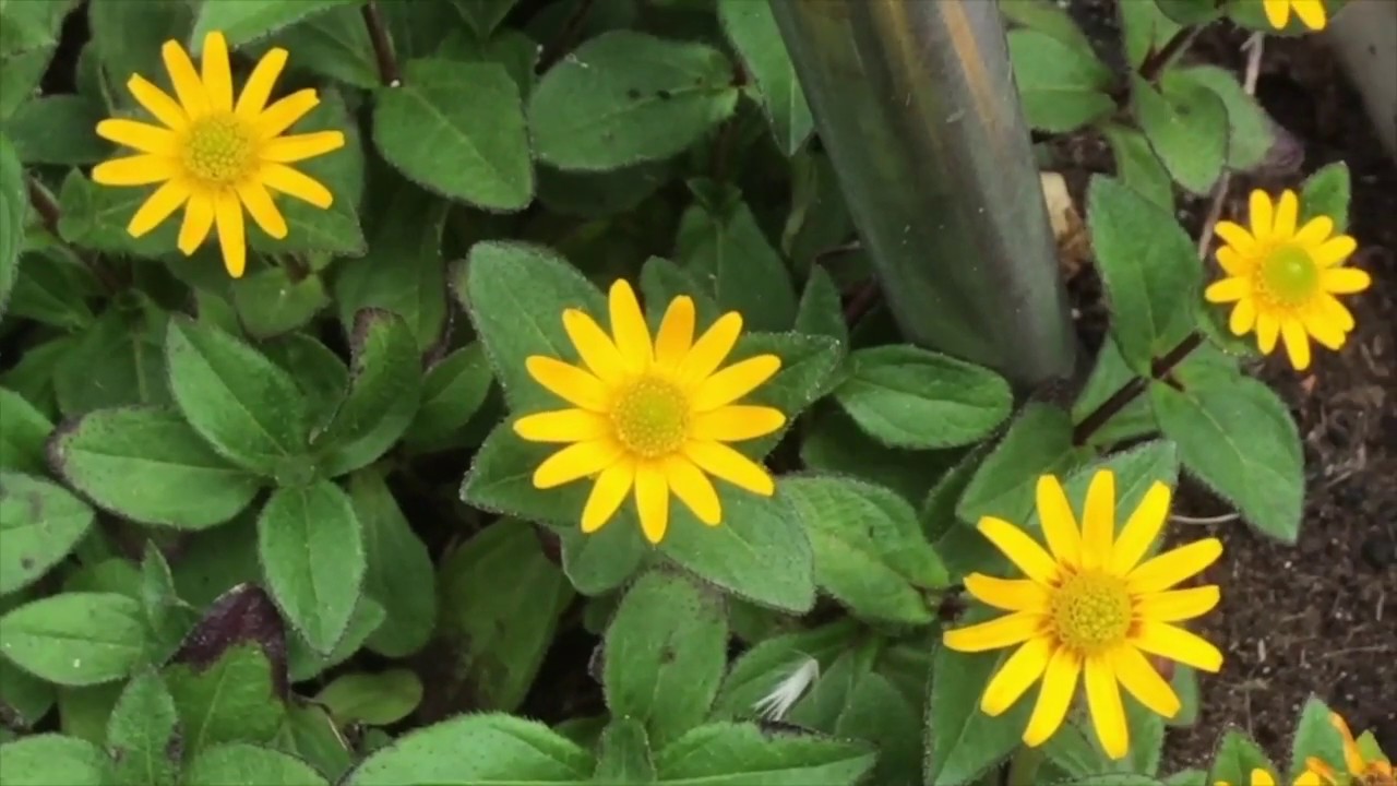 Solknap - Sanvitalia procumbens. Hvordan jeg tager frø fra dem.