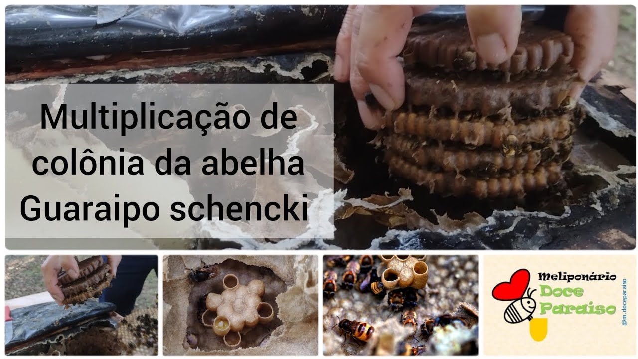Processo de multiplicação de colônias da abelha Guaraipo schencki - início da temporada 2023