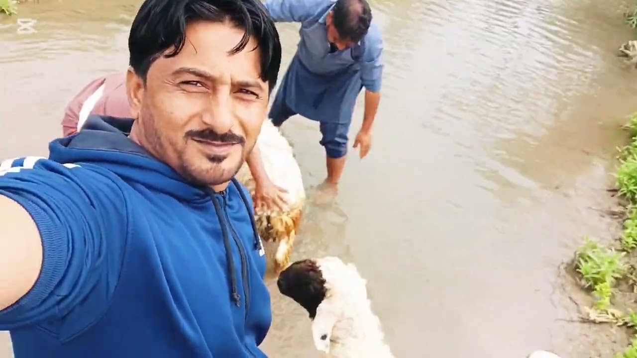 نہر میں اج ہم نے بکرے نہلاۓ ہیں🐏🐏🐏