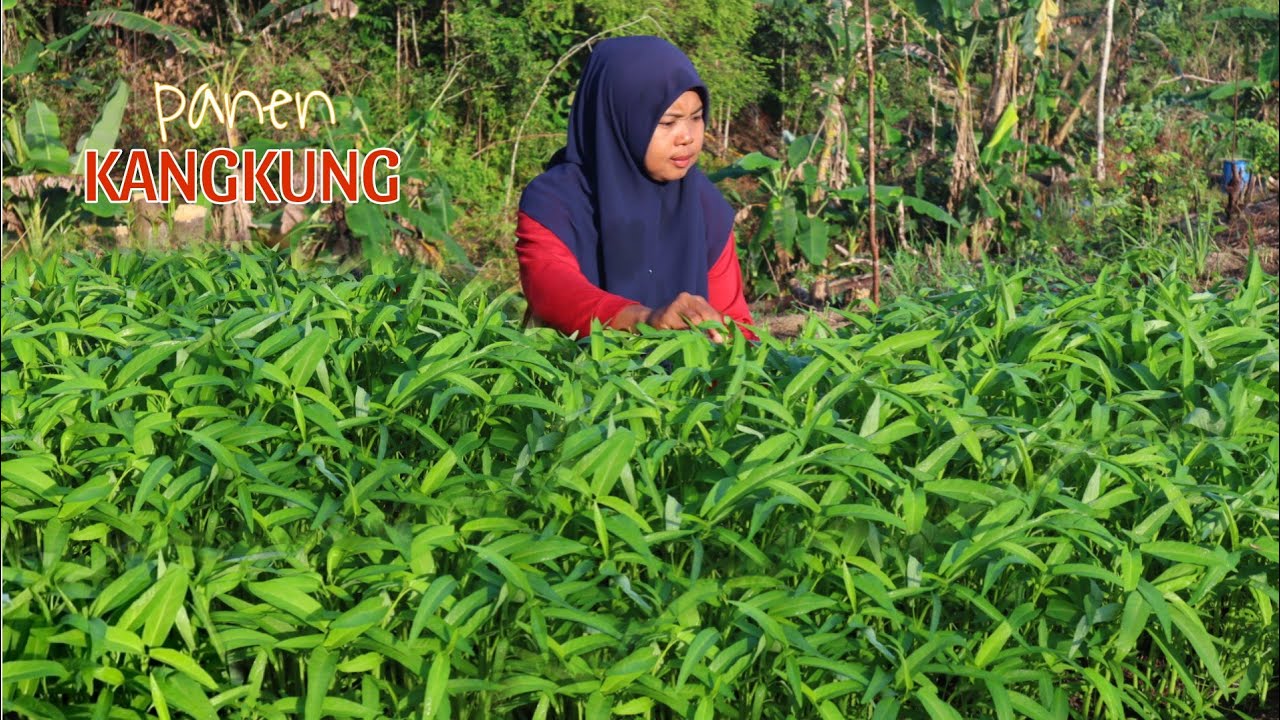 Panen kangkung, Masak pelacing kangkung yang enak, ikan goreng, masakan desa