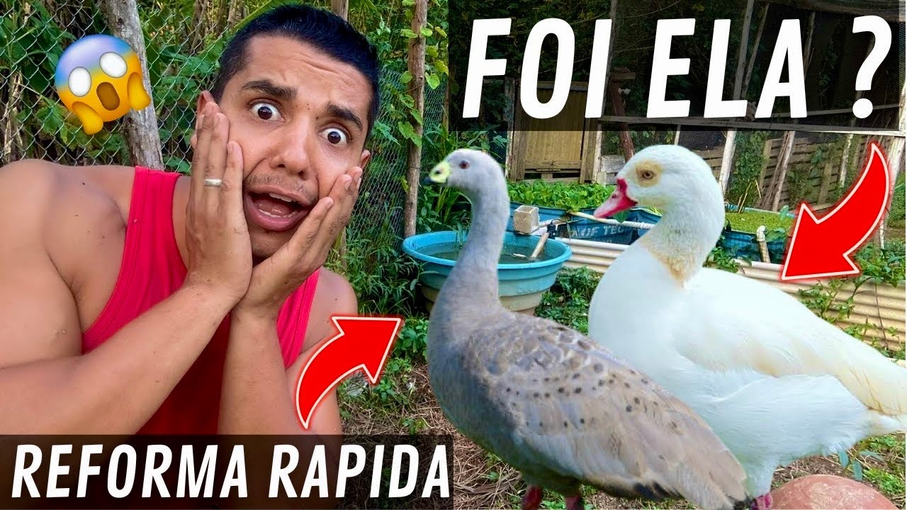 A gansa do Egito atacou o ganso cereopsis e tive que fazer uma reforma rápida | Aves Recriar