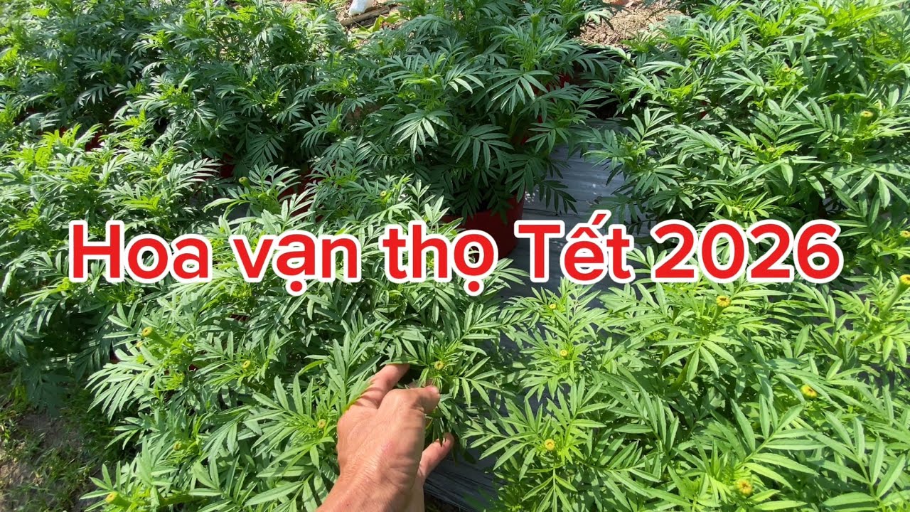 Hoa vạn thọ Tết 2026