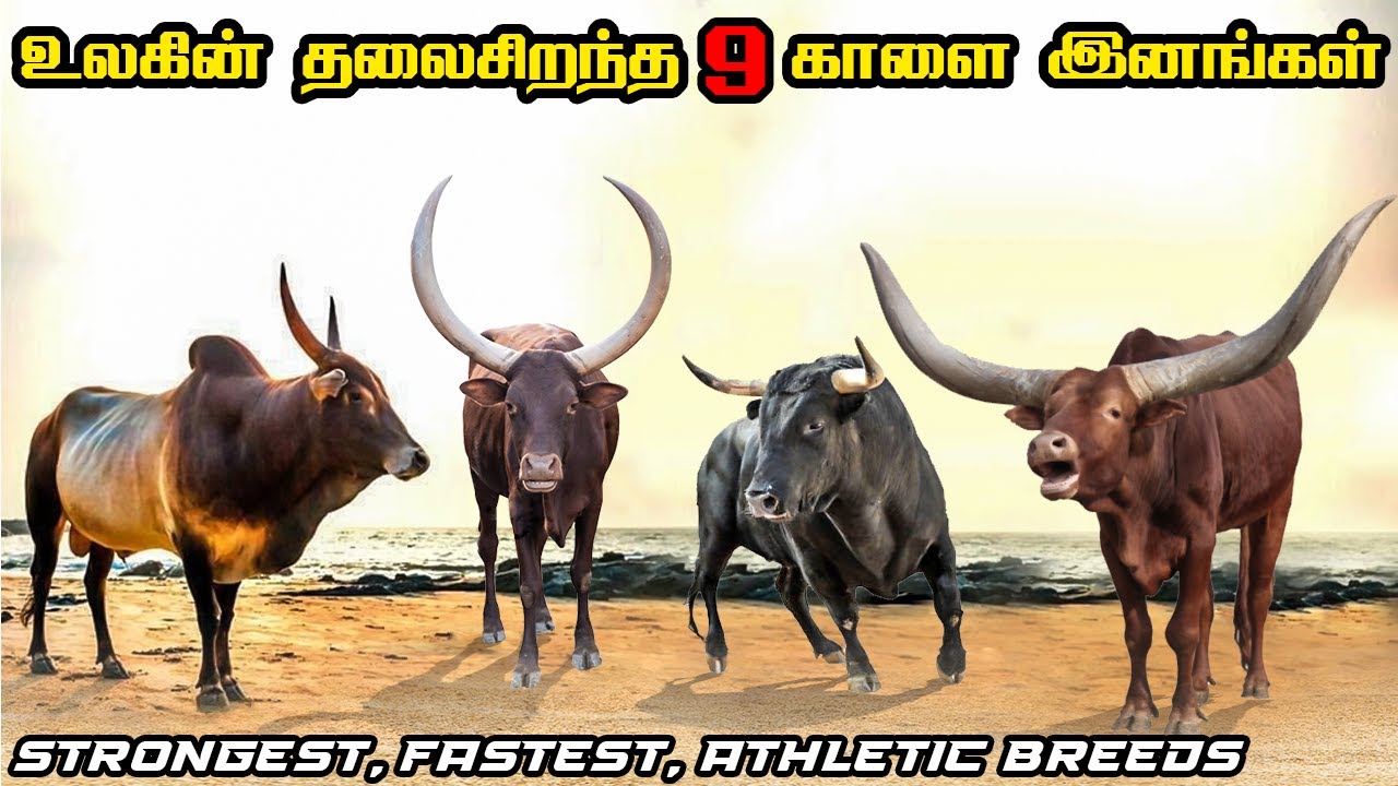 Top 6 Strongest Bull breeds in Tamil | உலகின் தலைசிறந்த தனித்துவமிக்க &  பலம்வாய்ந்த காளை இனங்கள்