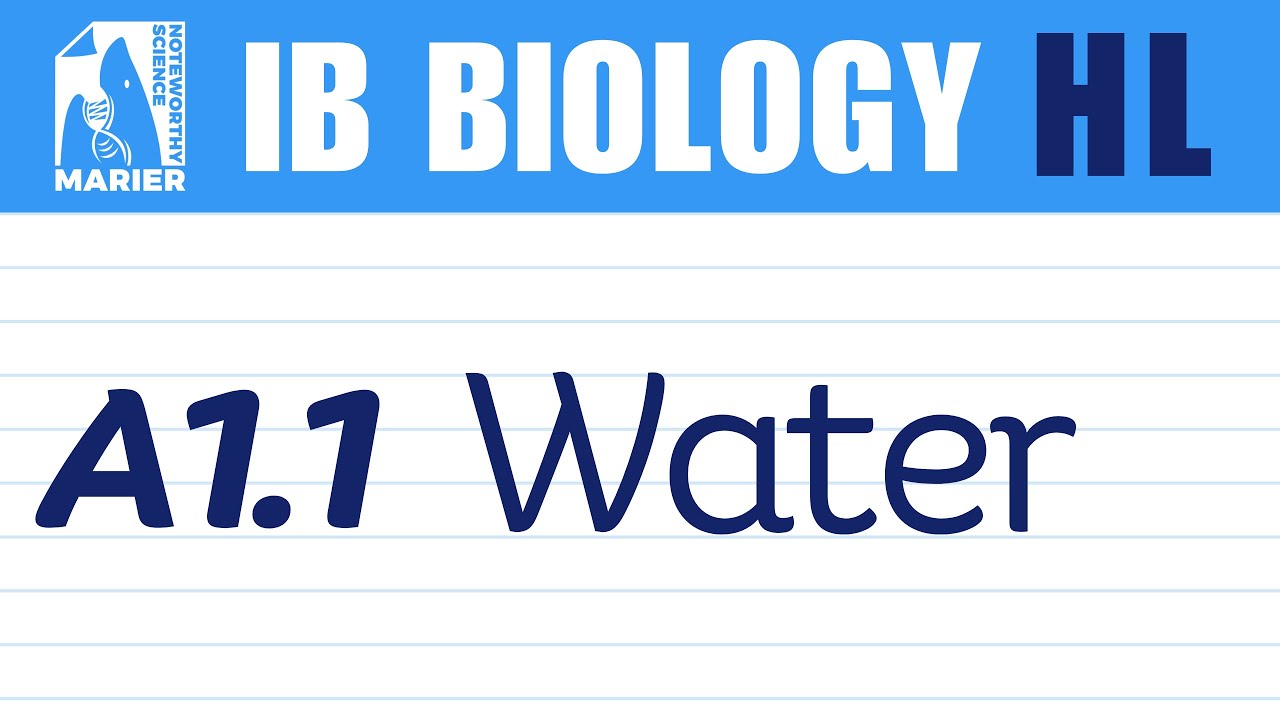 A1.1 Water – Interactive Lesson | IB Biology HL