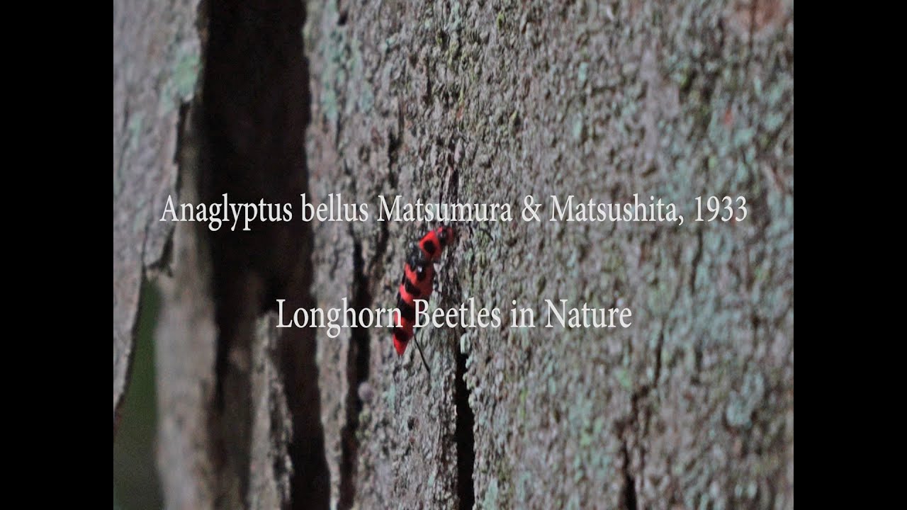 アカジマトラカミキリ / Anaglyptus bellus Matsumura & Matsushita, 1933