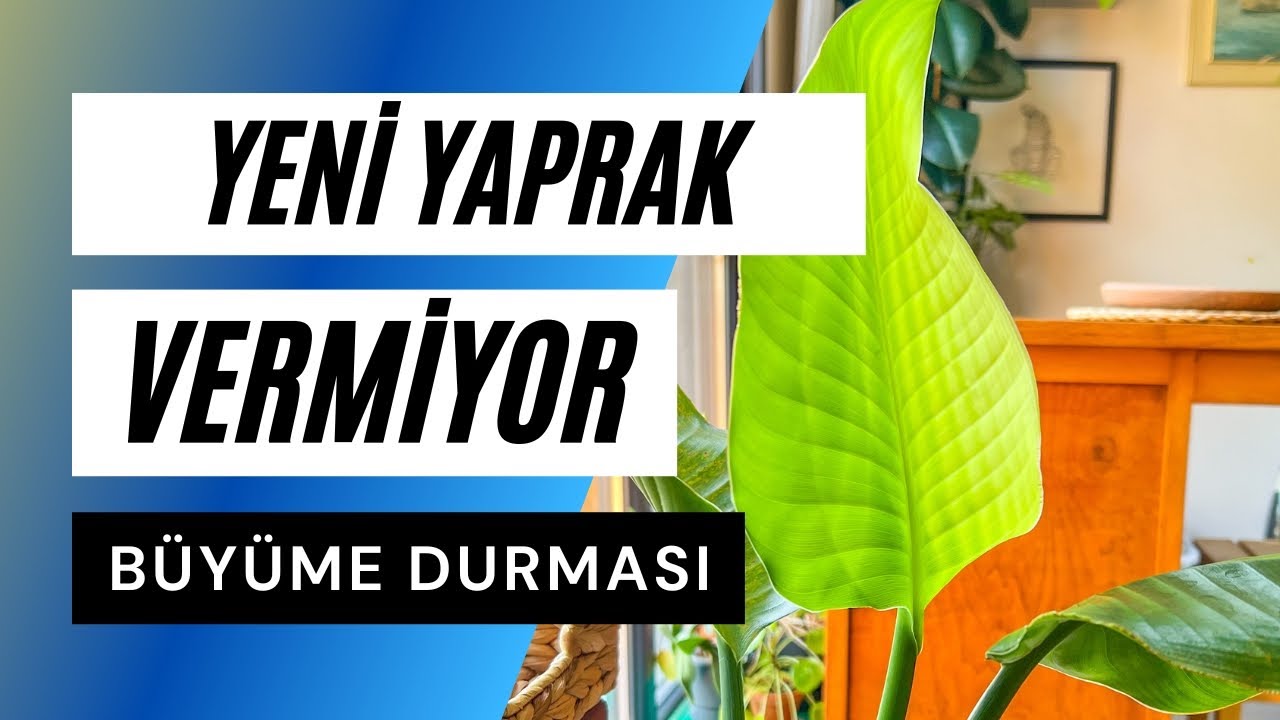 Yeni Yaprak Vermiyor NEDEN? | Bitkimin Büyümesi Durdu