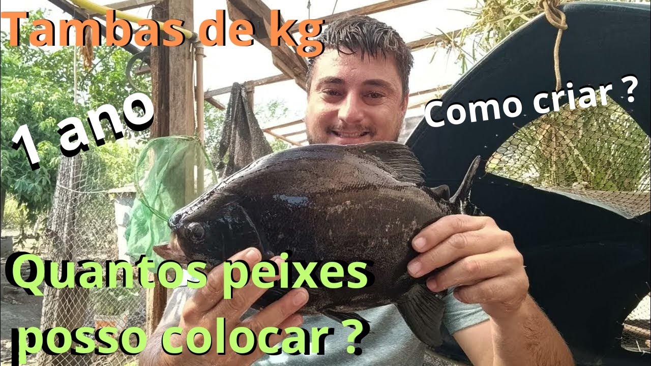 Quantos TAMBAS posso colocar em uma caixa d'água de 1000 litros #peixes