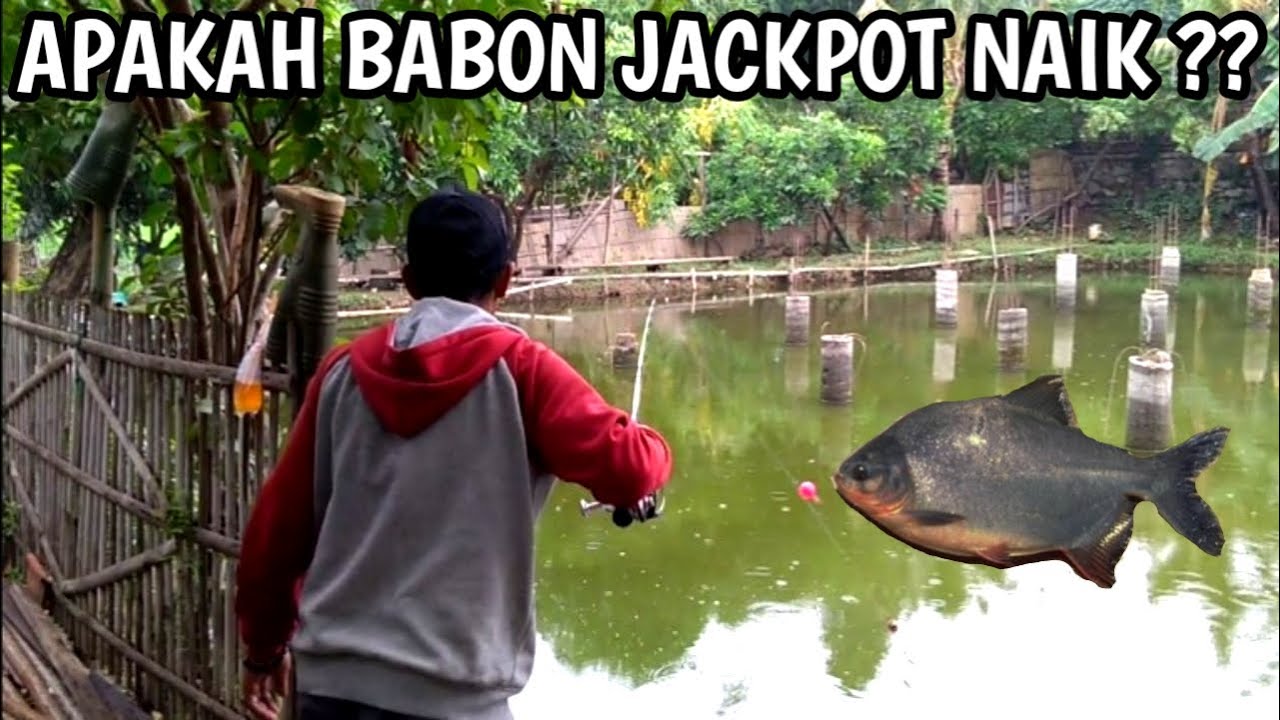 MANCING IKAN BAWAL BABON JACKPOT | NEKAD MANCING