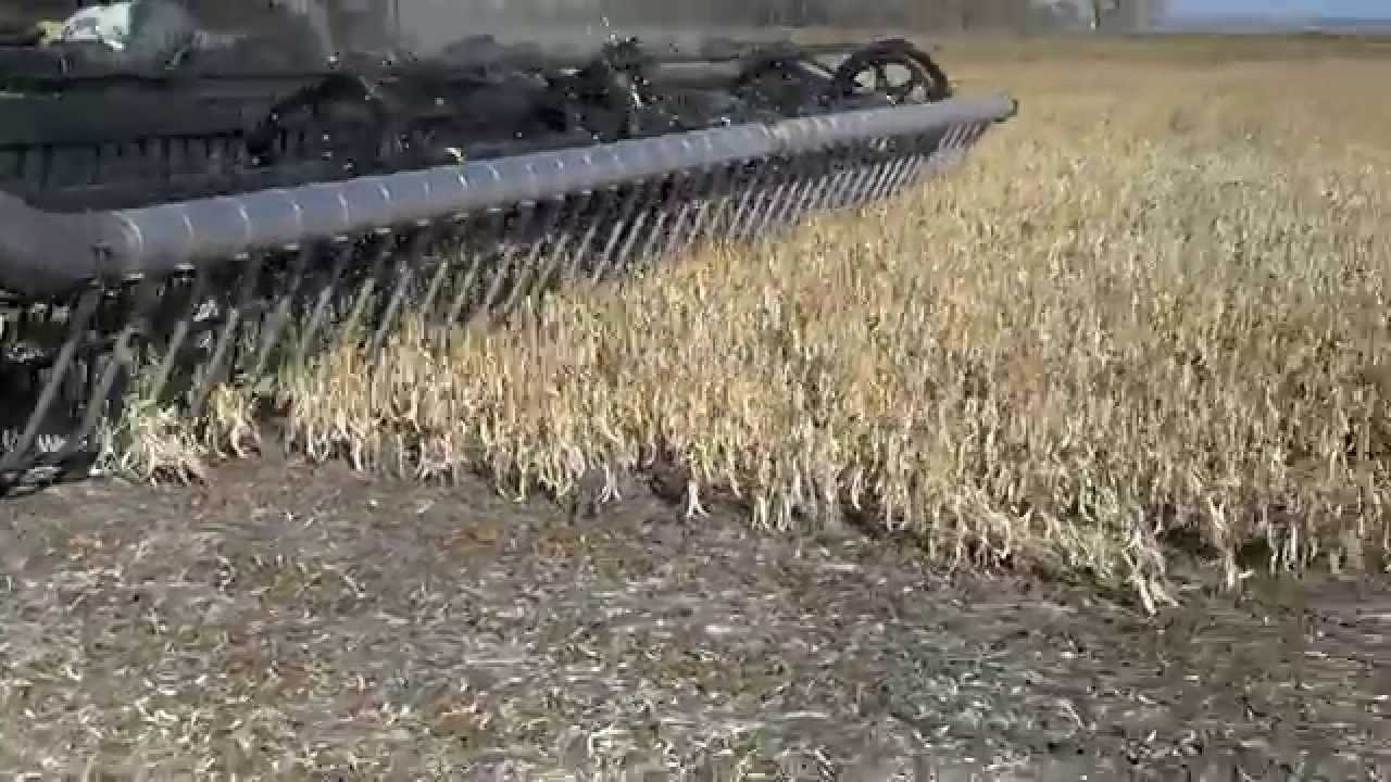 Combining Pinto beans