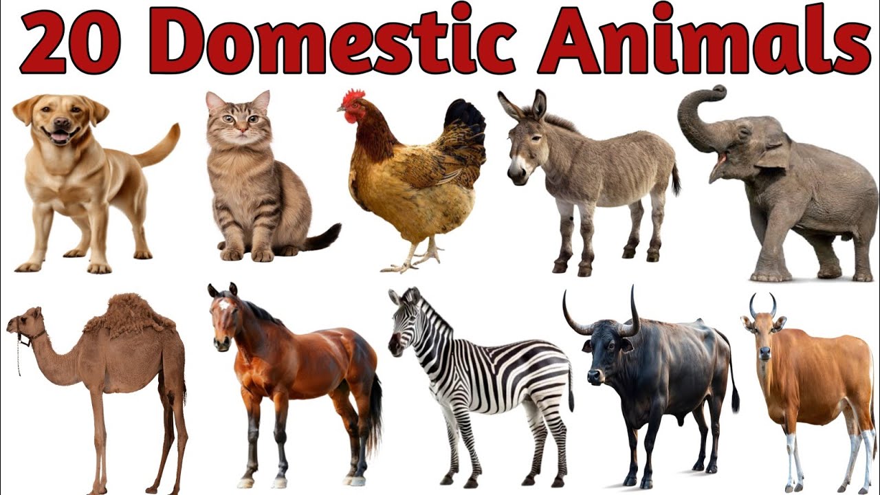 20 Domestic Animals Name in Hindi & English | Names of pets | Pet Animals Name | Animals Name 