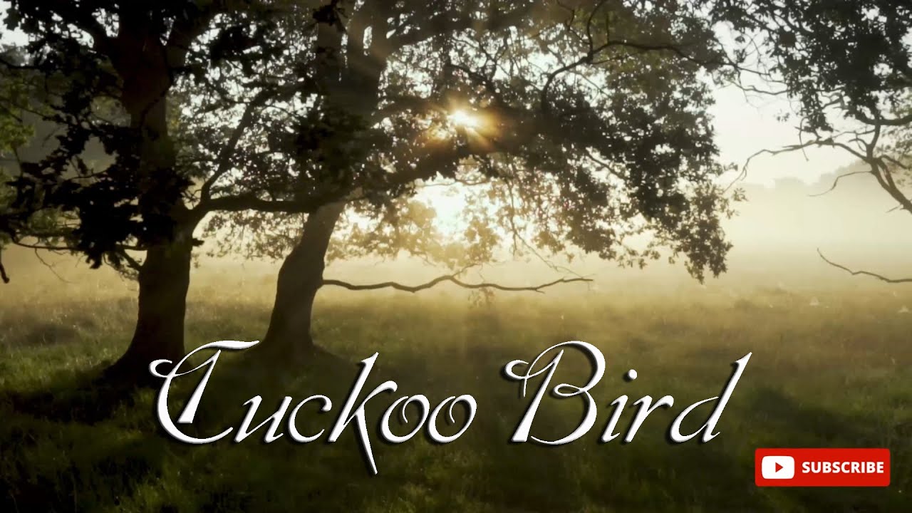 Cuckoo Bird Sound #cuckoobird #cuckoosong #asmr #asmrsounds #meditation #relaxing #sleep