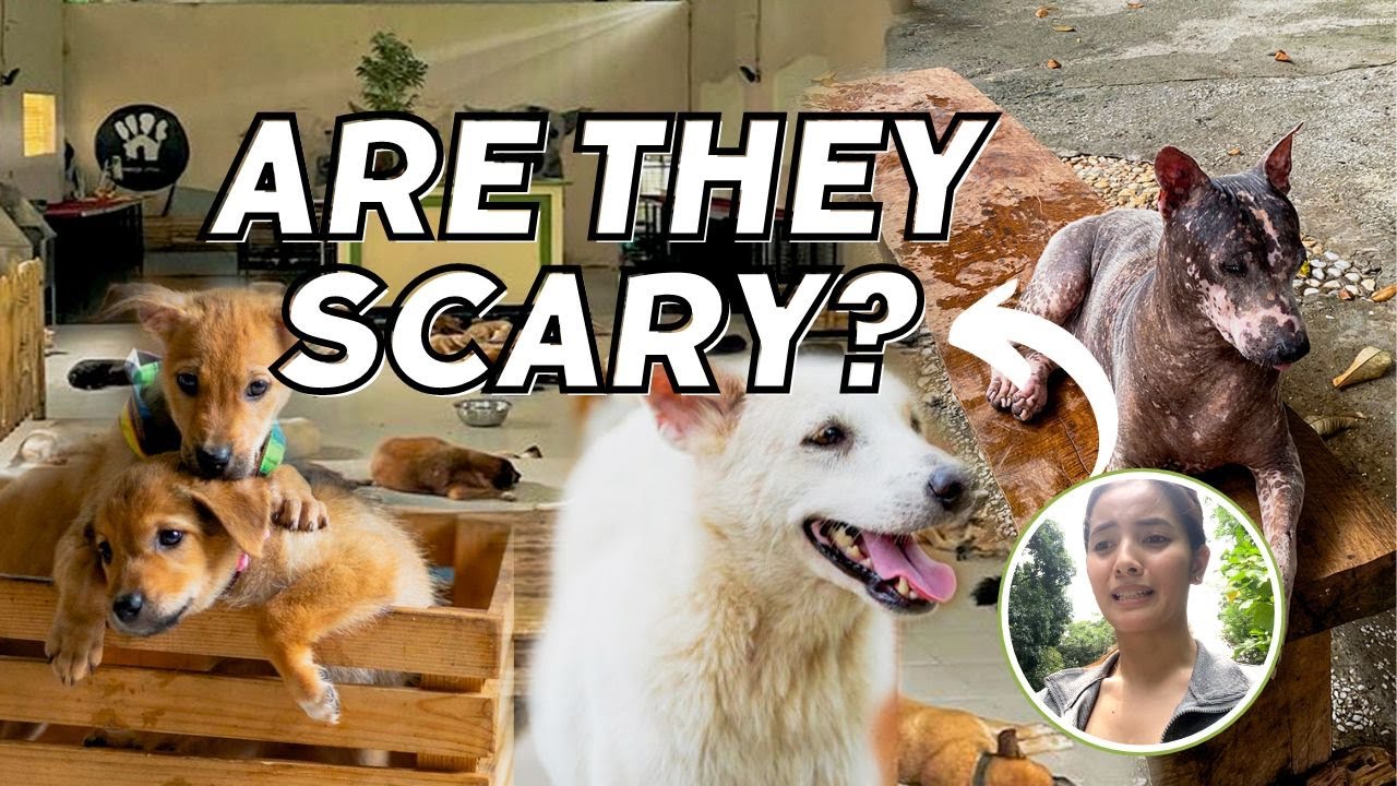 PAWSsion Project Volunteer | Our Animal Shelter Experience | Must-try for Dog lovers | Mari 🐶