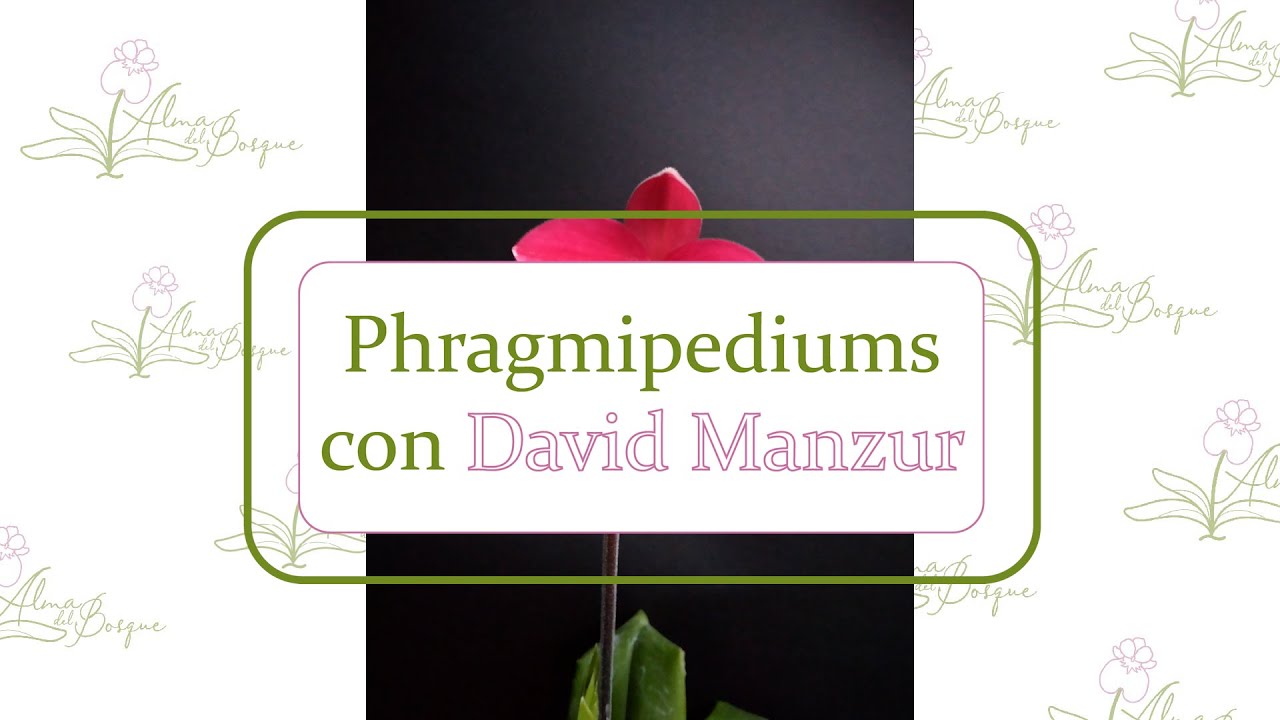 Phragmipediums con David Manzur | Alma del bosque