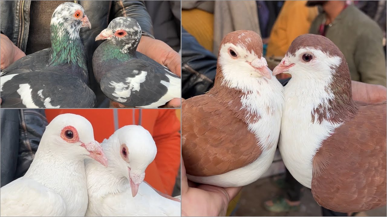 jama masjid kabootar market delhi 05/01/2025 kabutar market Delhi white pigeons